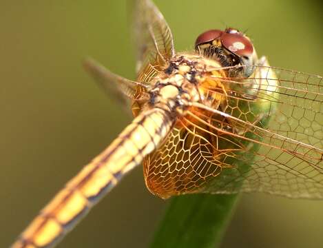 Image of Ditch Jewel