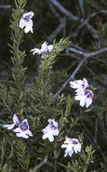 Image of Prostanthera saxicola R. Br.