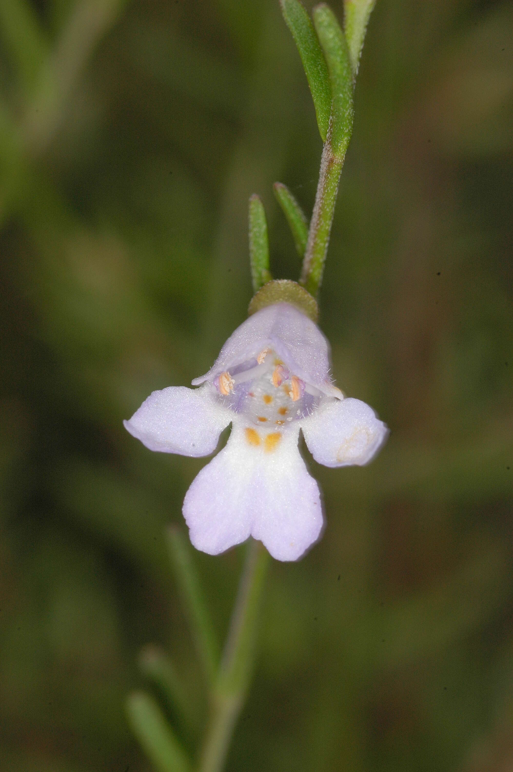 Image of Prostanthera saxicola R. Br.