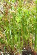 Cyperus textilis的圖片