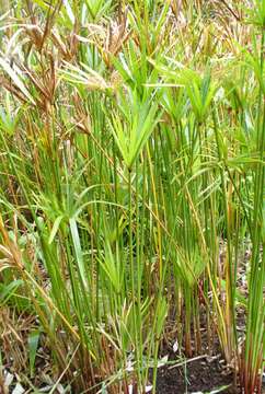 Image of Cyperus textilis