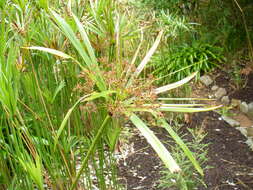 Cyperus textilis的圖片