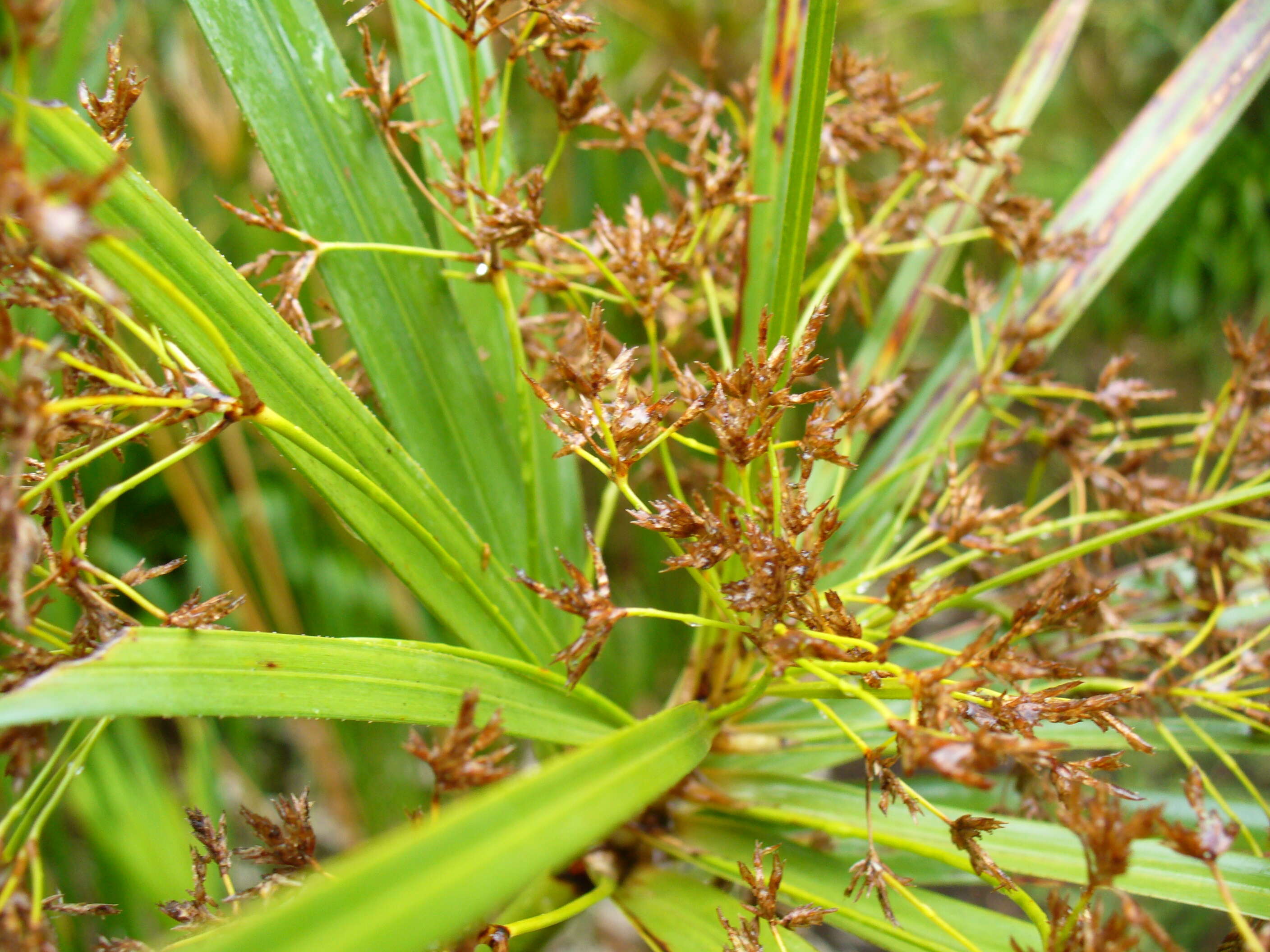 Cyperus textilis的圖片