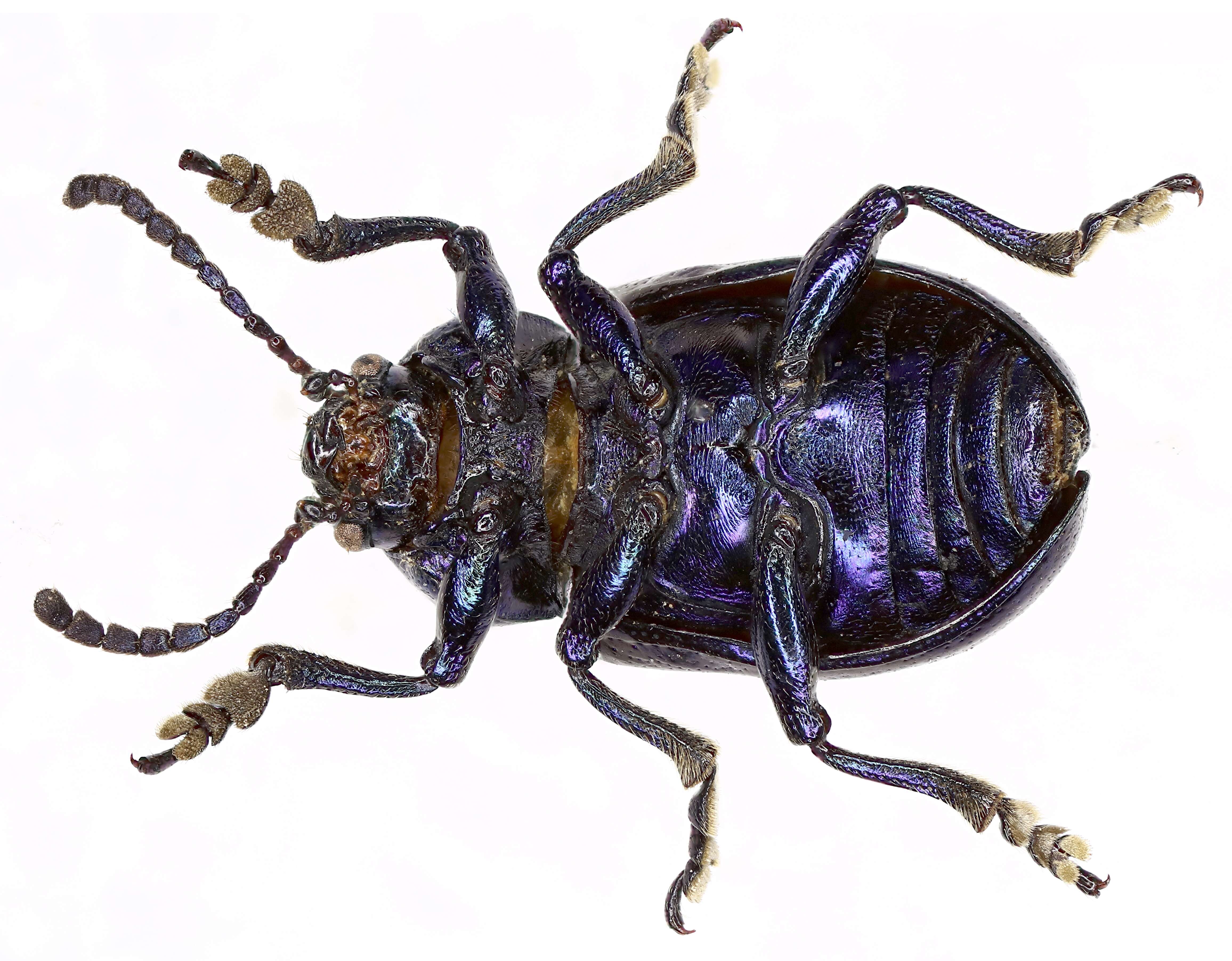 Image of Chrysochus asclepiadeus