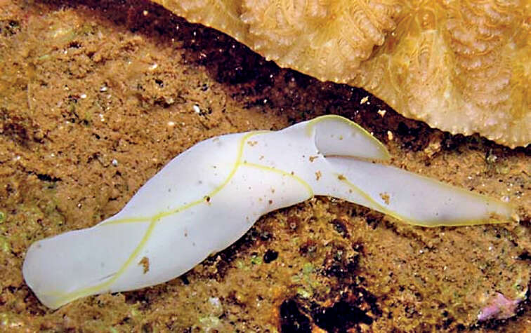 Image of Yellow edged transluscent slug