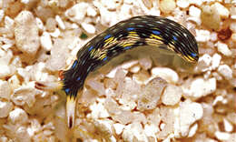 Image of Painted slug