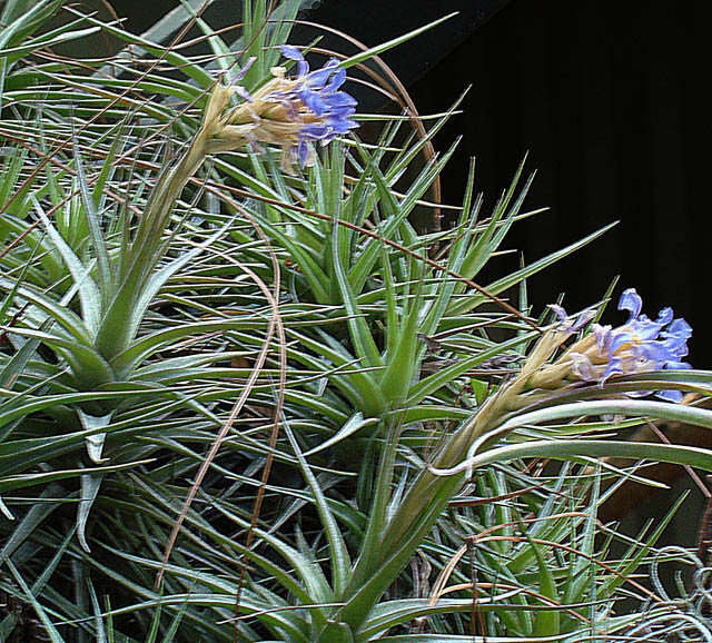 Image of Tillandsia streptocarpa Baker