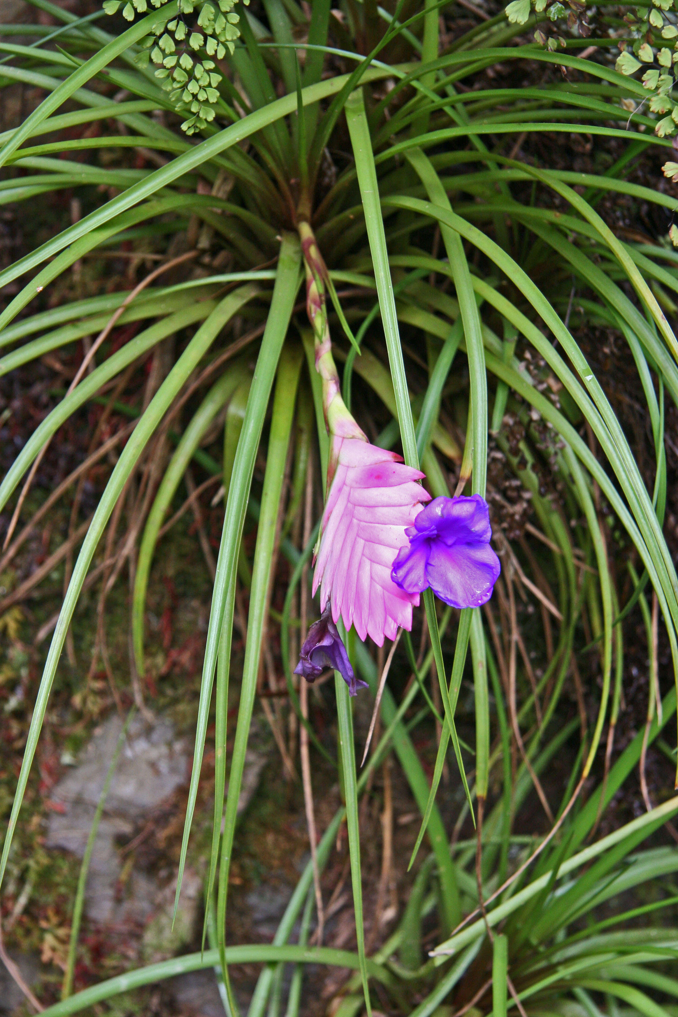 Image of Tillandsia guatemalensis