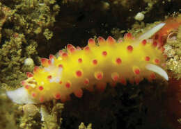 Image of Ornate pink and yellow slug