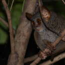 Image of Siau Island Tarsier