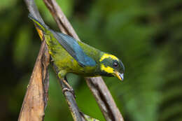 Image of Gold-ringed Tanager