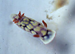 Sivun Goniobranchus conchyliatus (Yonow 1984) kuva