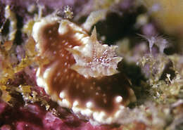 Image of Geometric brown headflapper slug