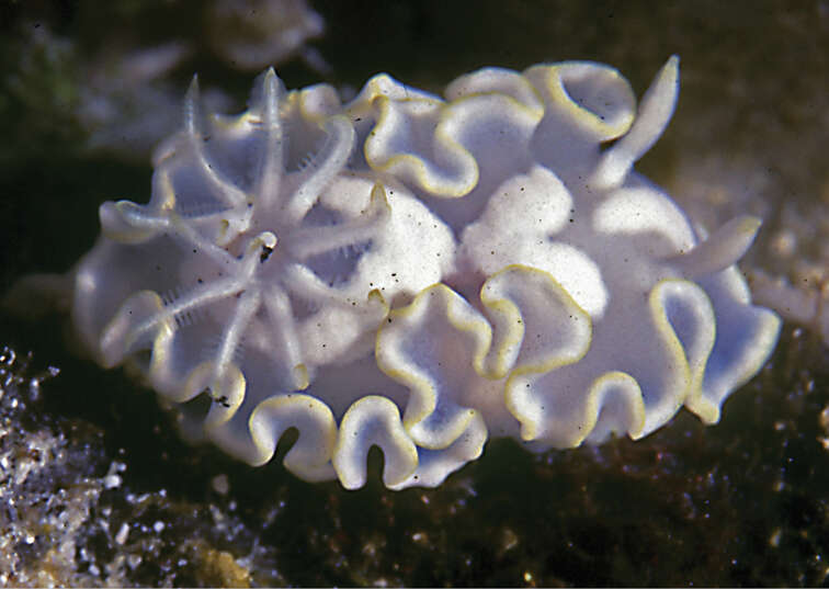 Image of Pale white slug