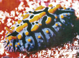 Image of Phyllidia marindica (Yonow & Hayward 1991)