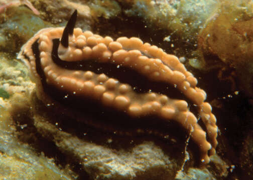 Image of Phyllidiella zeylanica (Kelaart 1859)