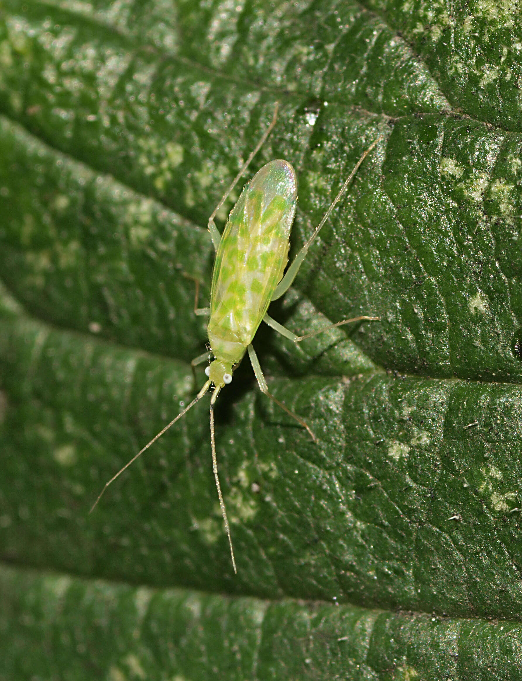 Image de Malacocoris