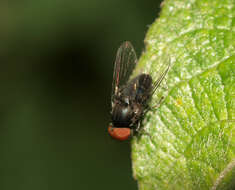 Image of Lindneromyia