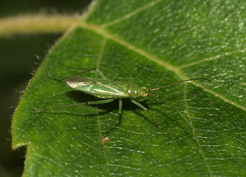 Image of Black-kneed Capsid