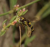 Sphaerophoria scripta (Linnaeus 1758) resmi