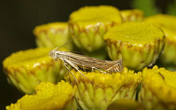 Image of Isophrictis striatella