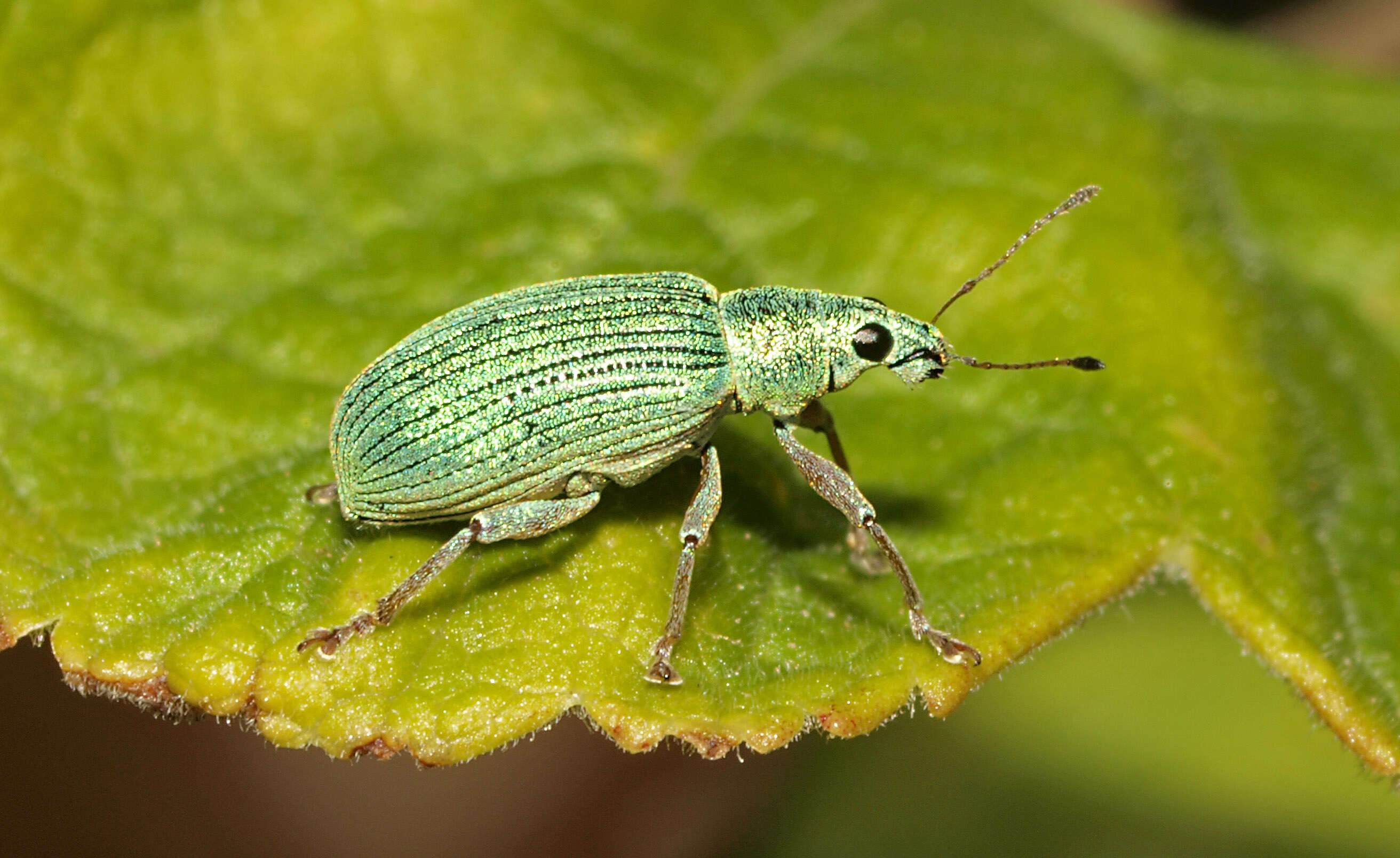 Image of Polydrusus (Eudipnus) formosus (Mayer 1779)