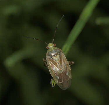 Image de Lygus pratensis (Linnaeus 1758)