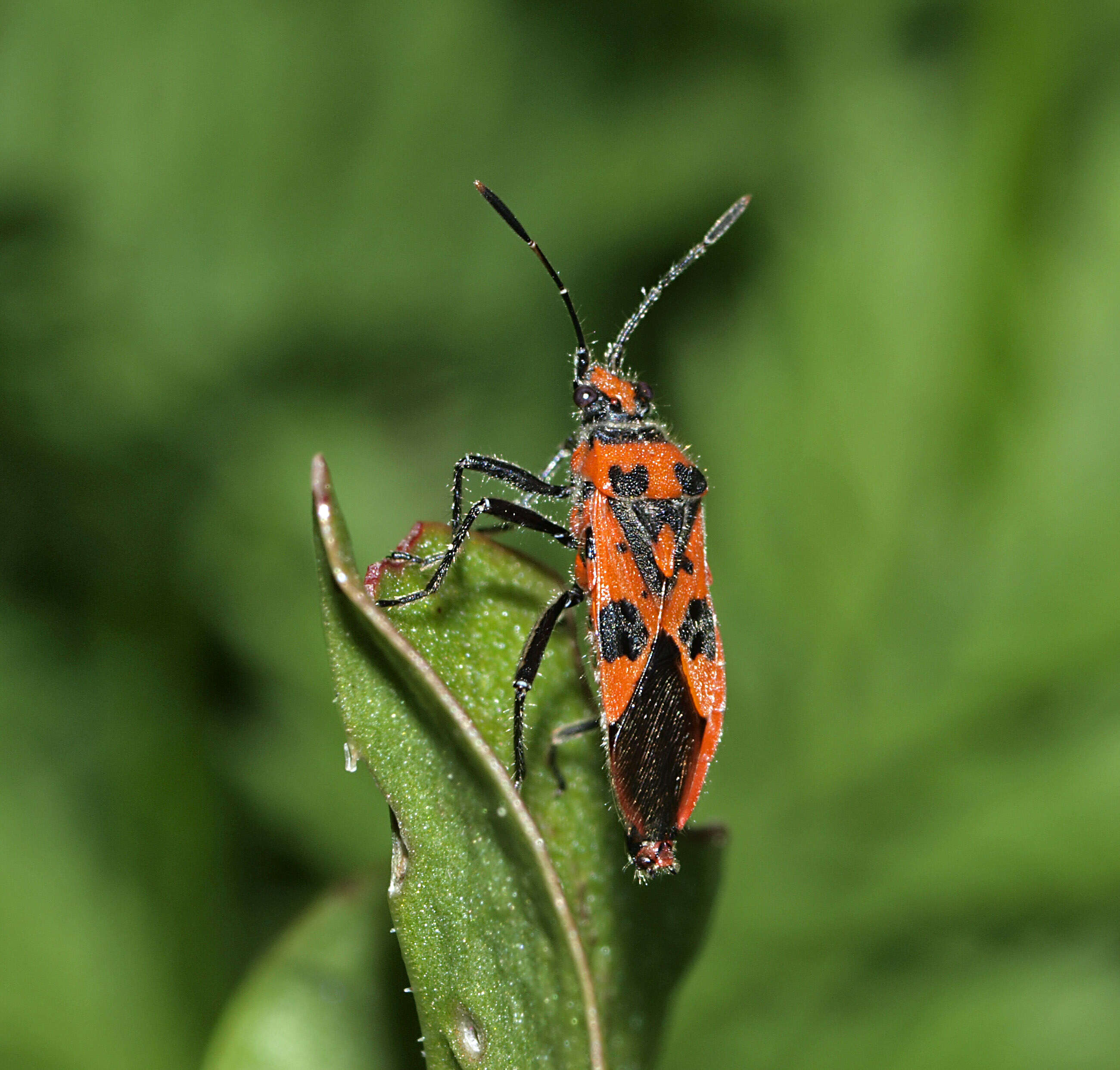 Image of black & red squash bug