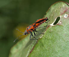 Image of black & red squash bug