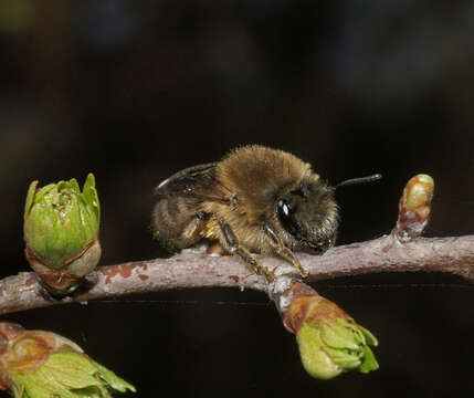 Image of Colletes cunicularius (Linnaeus 1761)