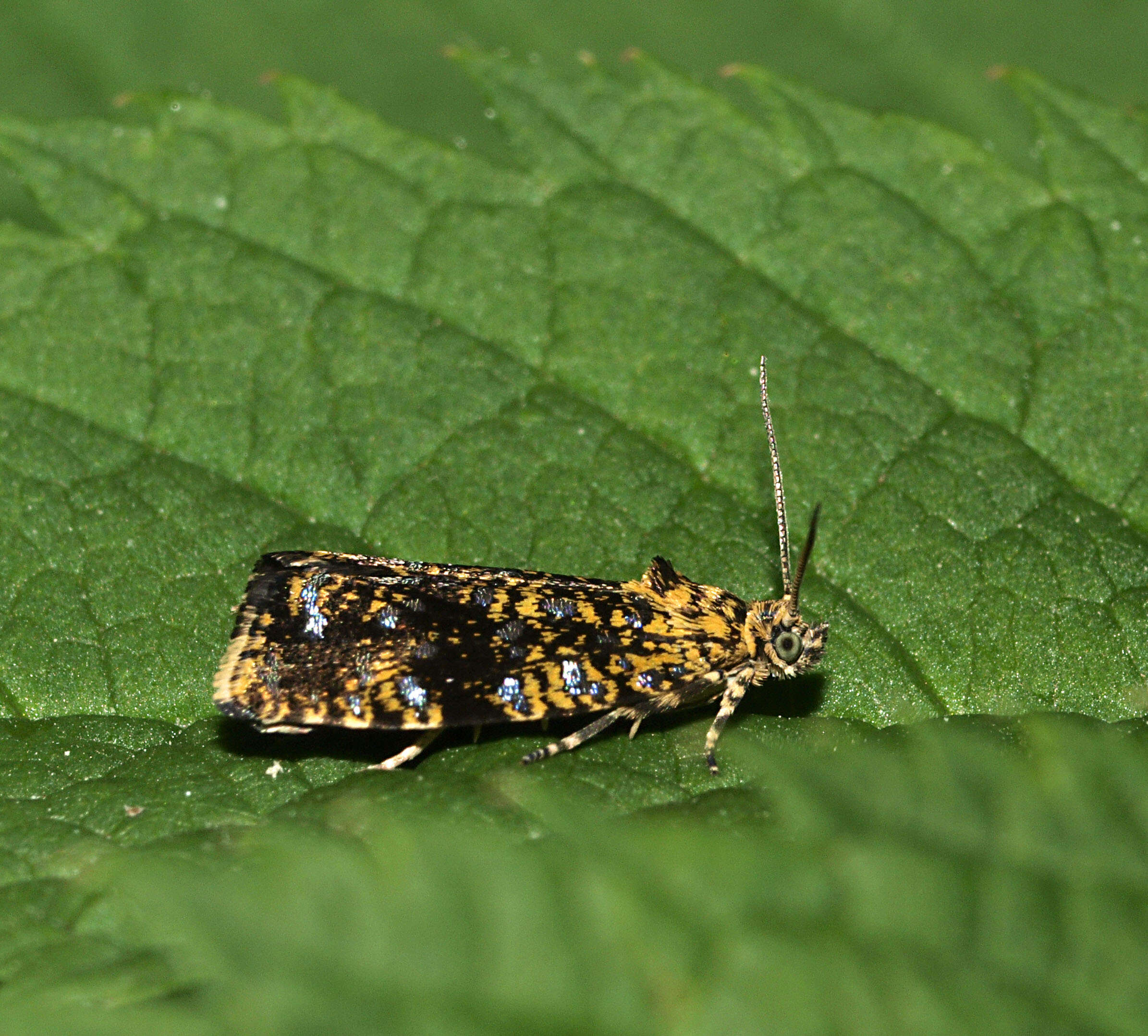 Image of Celypha siderana