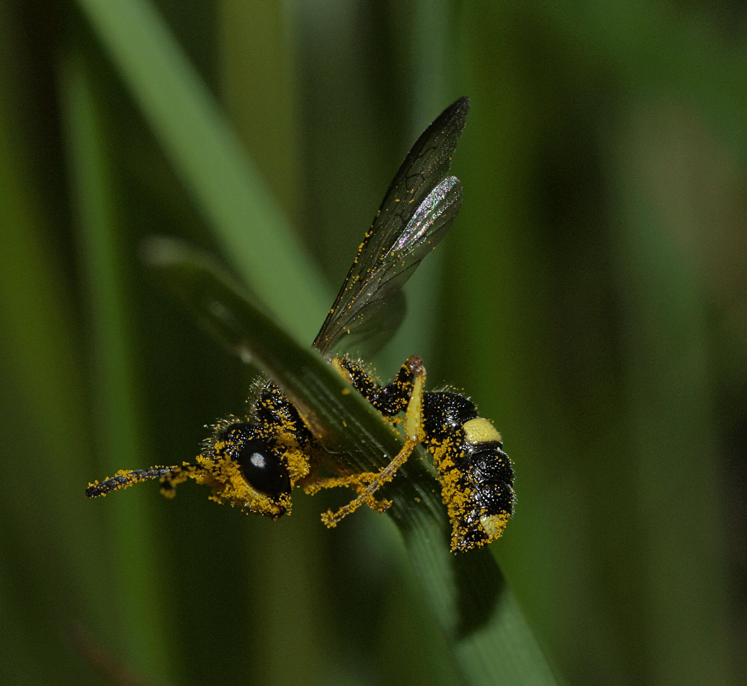 Cerceris rybyensis (Linnaeus 1771) resmi