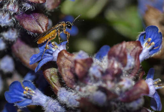 Image of <i>Athalia cordata</i>