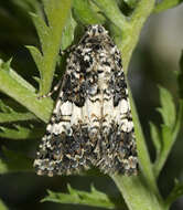 Image of varied coronet