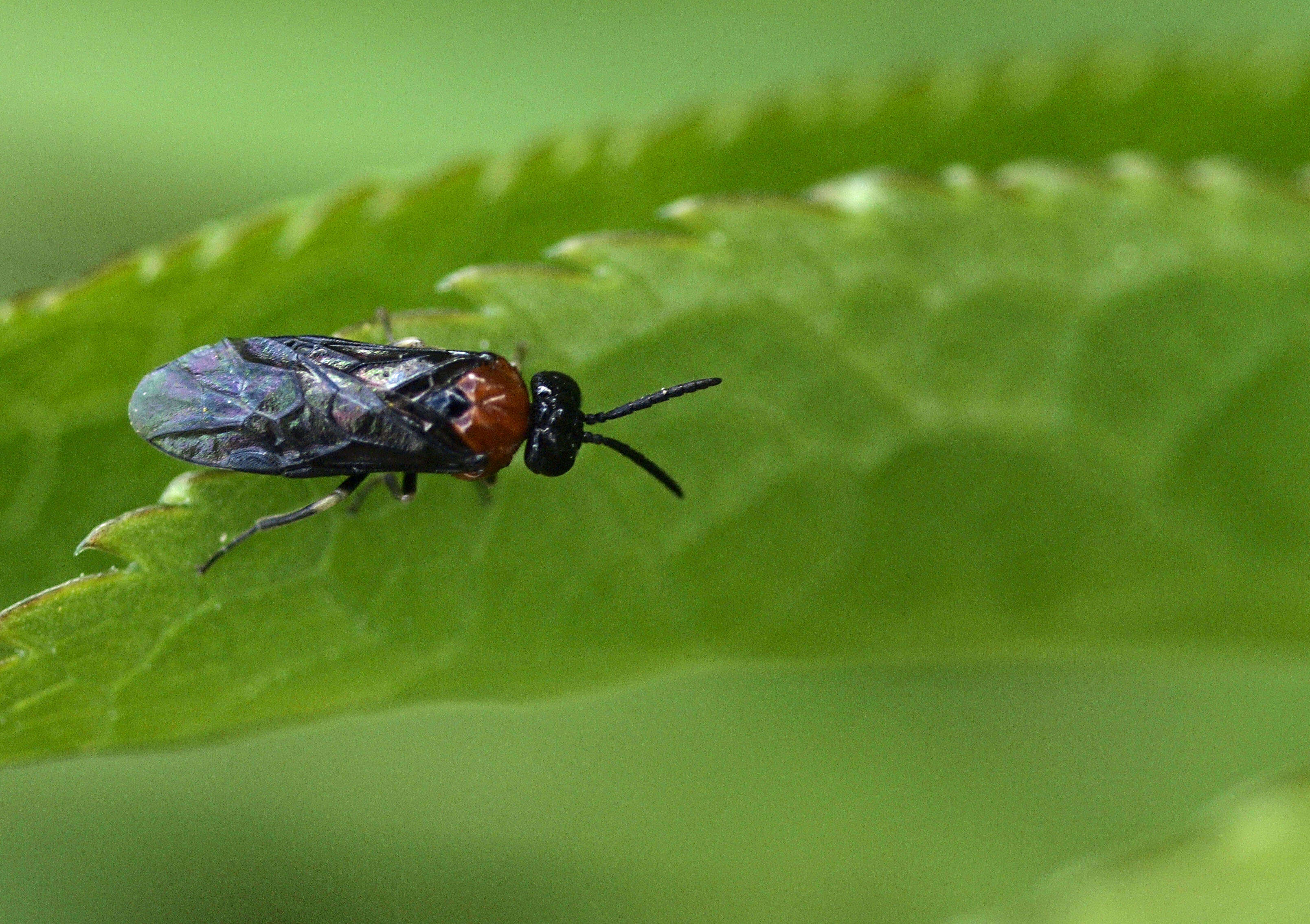 Image of <i>Eutomostethus ephippium</i>