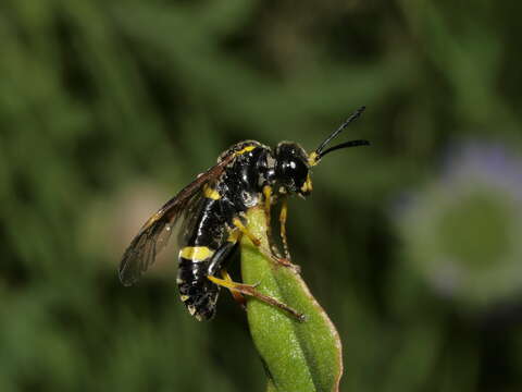 Image of <i>Tenthredo amoena</i>