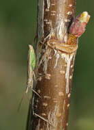 Image de Notostira elongata (Geoffroy 1785)