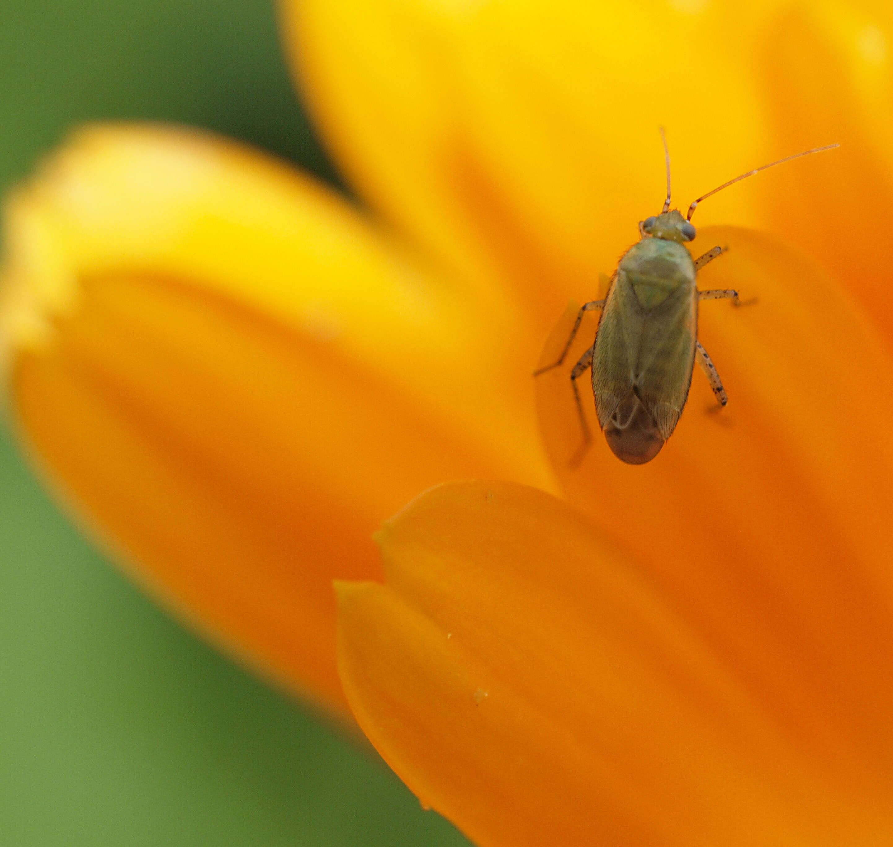 Plagiognathus chrysanthemi (Wolff 1804)的圖片