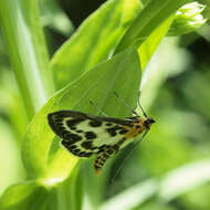 Image of Anania hortulata