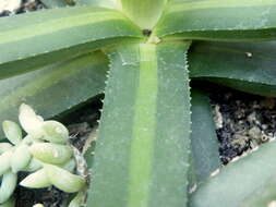 Agave nizandensis Cutak resmi