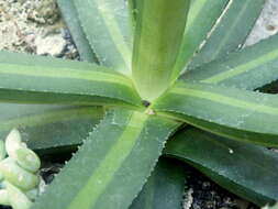 Image of Nizanda agave