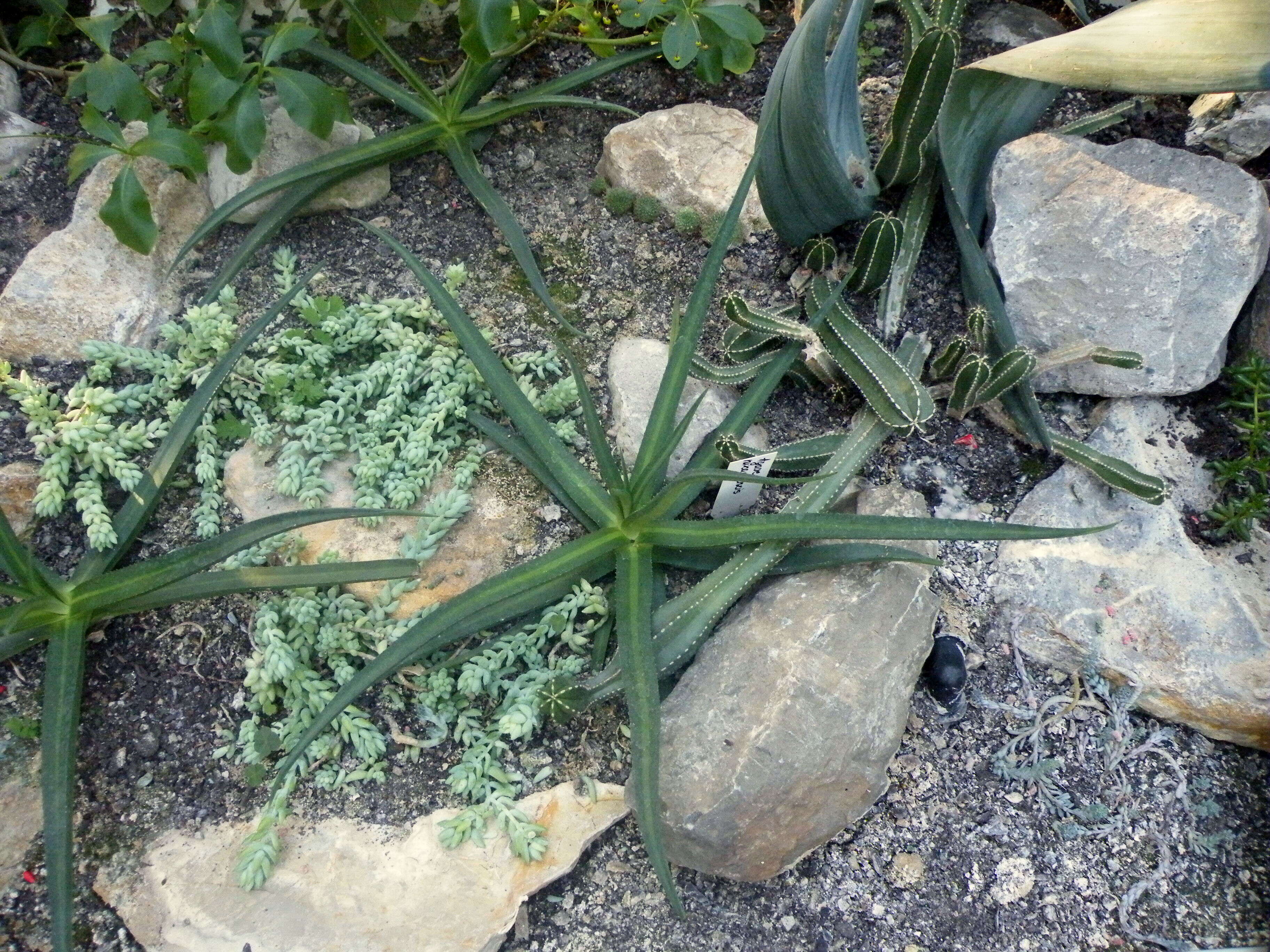 Image of Nizanda agave