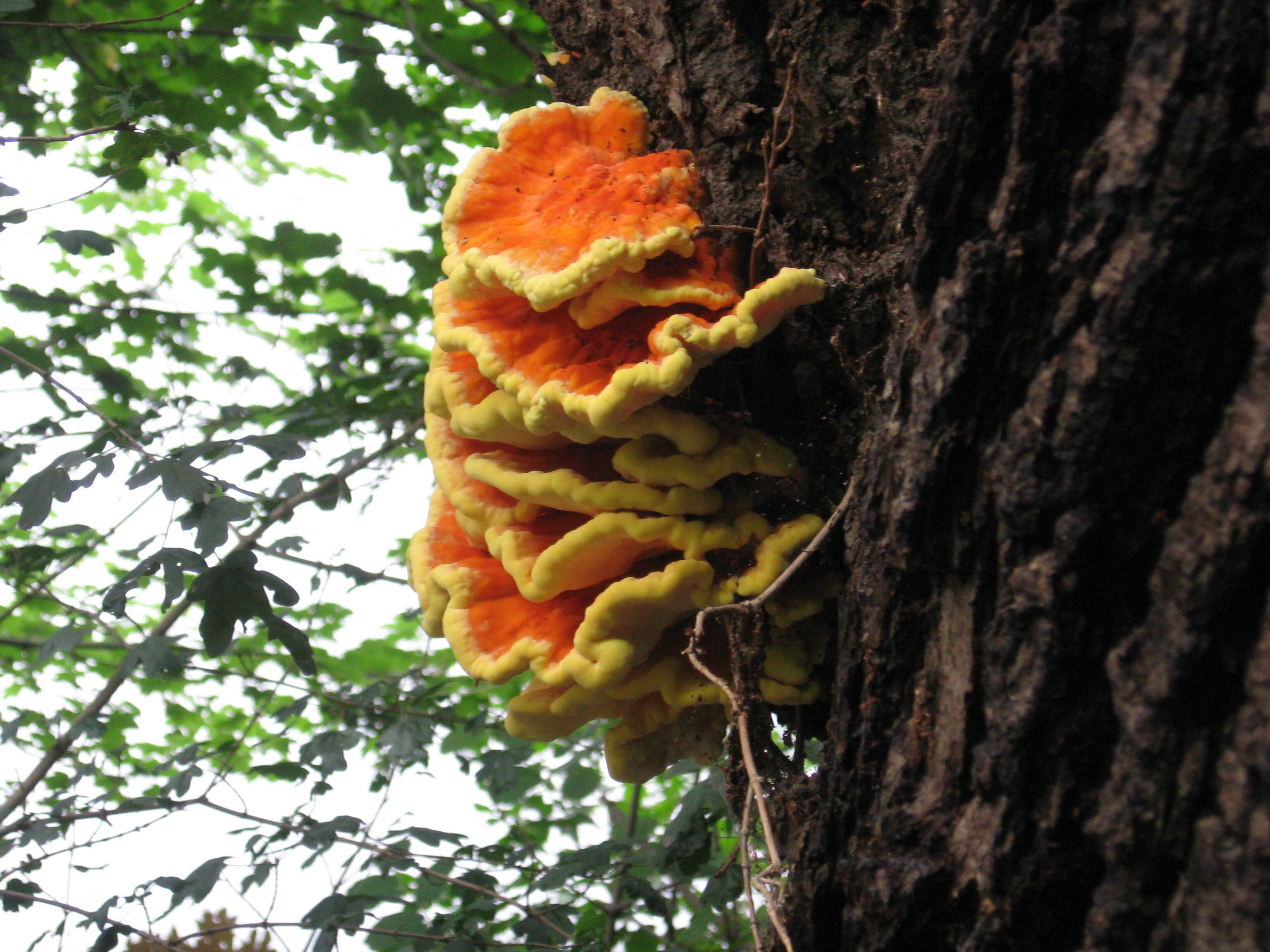 Image de Polypore soufré