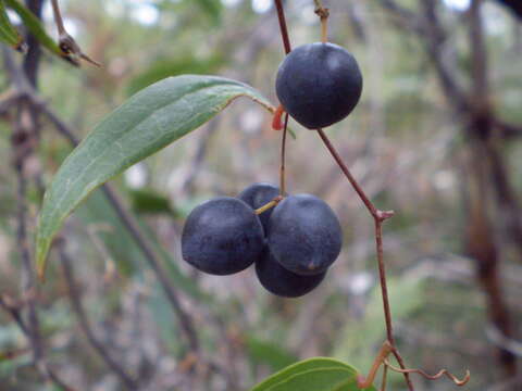 Image of Smilax glyciphylla Sm.