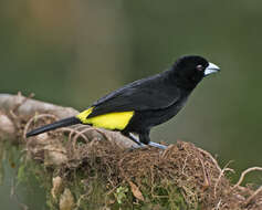 Image of Lemon-rumped Tanager