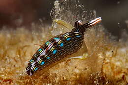 Image of Painted slug