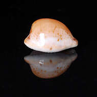 Image of toothless cowrie