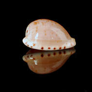 Image of toothless cowrie