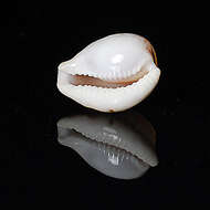 Image of toothless cowrie