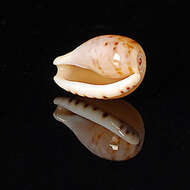 Image of toothless cowrie